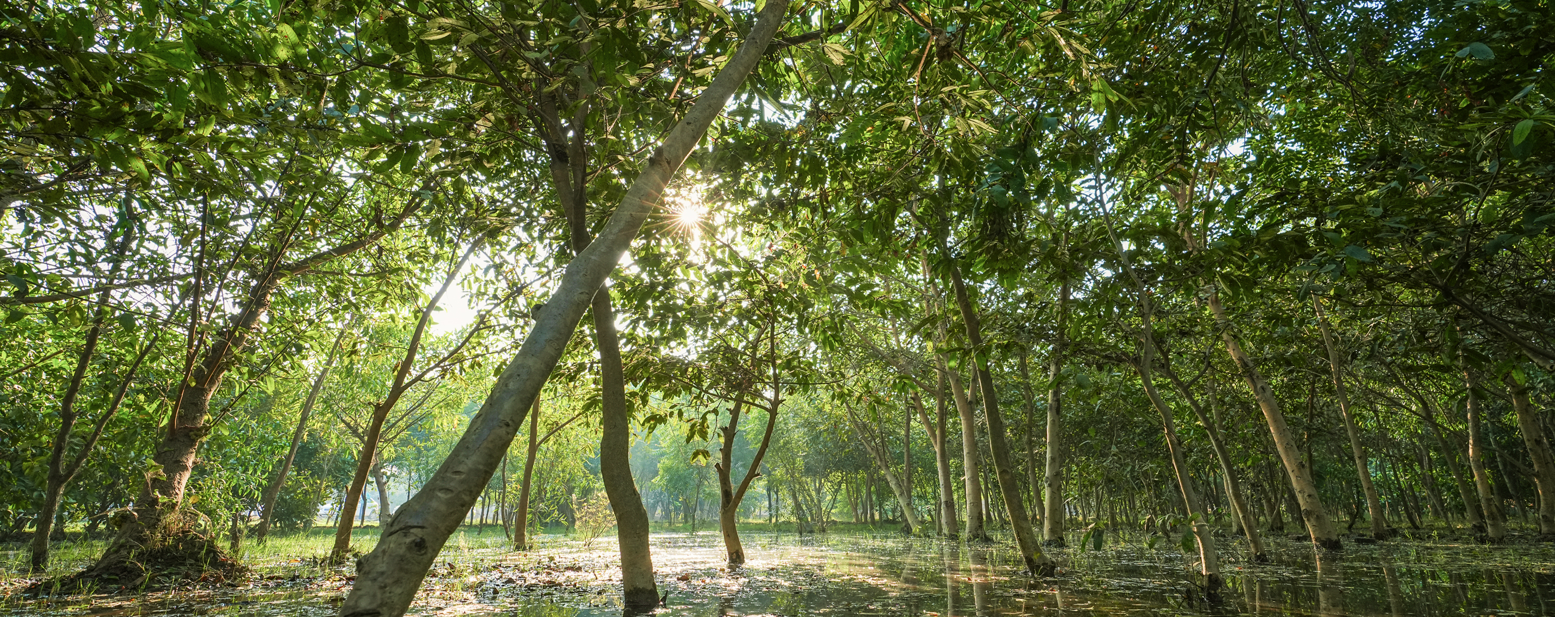 The Billion Tree Project