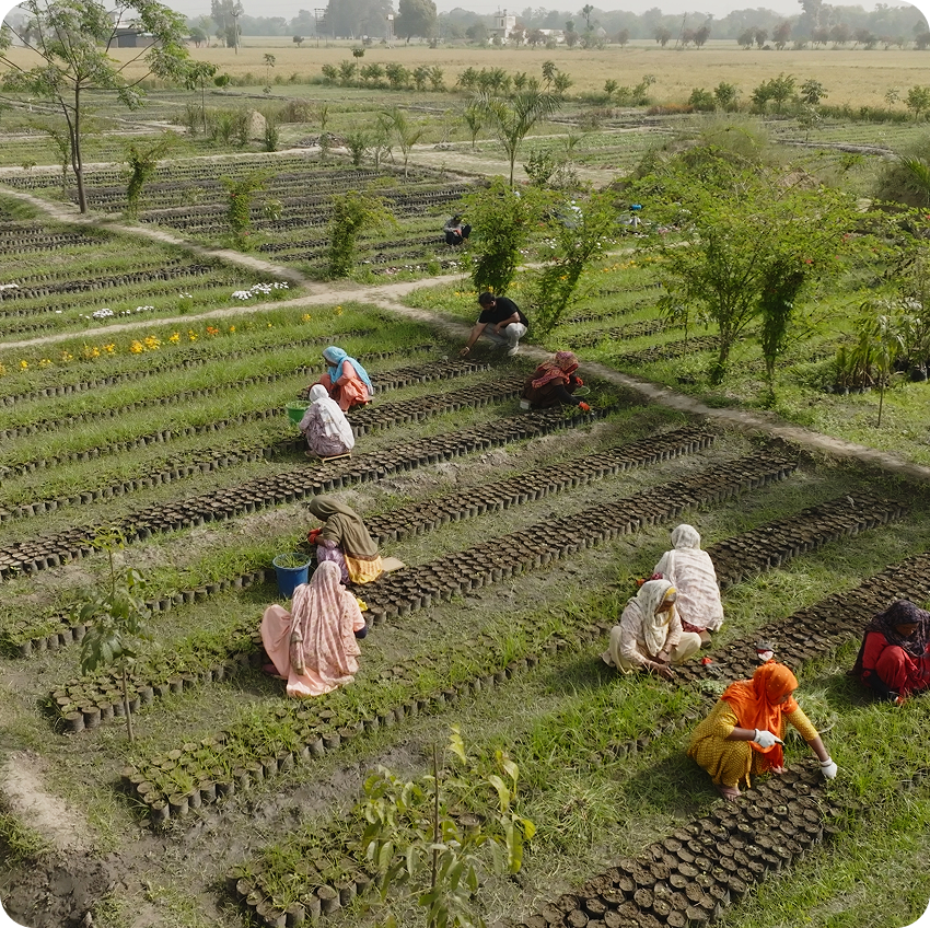 Native Tree Planting
