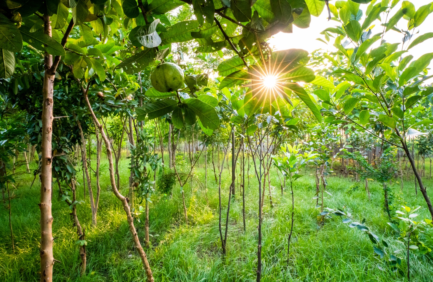 Roundglass Foundation Plants 20 Lakh Trees to Combat Air Pollution