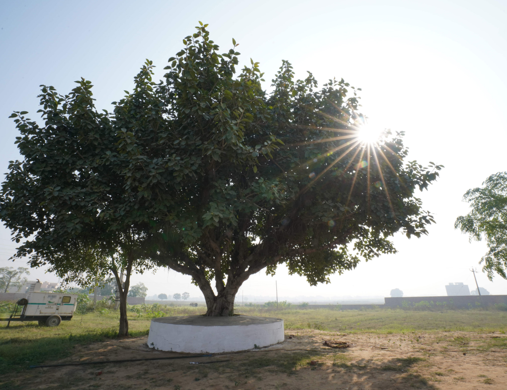 A tree with a platform underneath is a common spot for villagers and passersby to sit and rest.